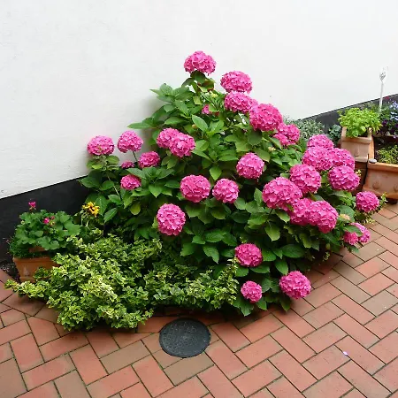 Hahns Apartment Rostock